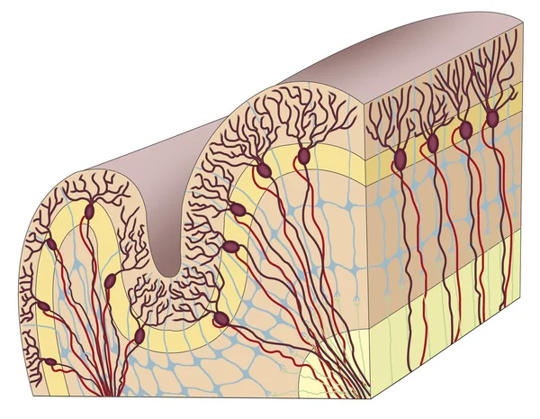 Corteza cerebral humana — Foto de Stock