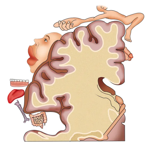 Senzorial cerebral cortex — Stock Photo, Image