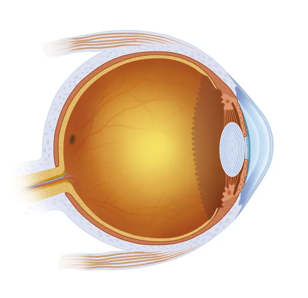 Laser treatment on the eye — Stock Photo, Image