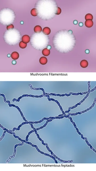 Filamentous Feptados — Stock Photo, Image