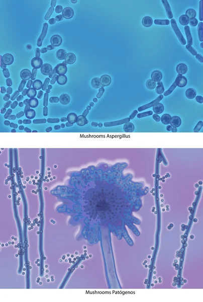 Aspergillus Patagenos — Foto Stock