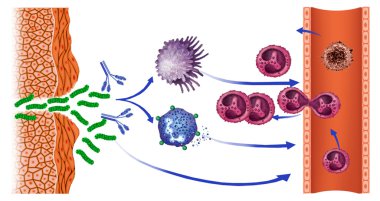 mononuclear cells clipart