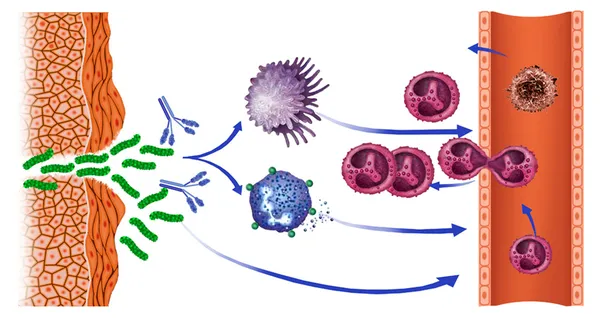 Cellule mononucleari — Foto Stock