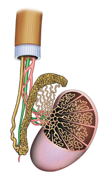 Human testicles — Stock Photo, Image