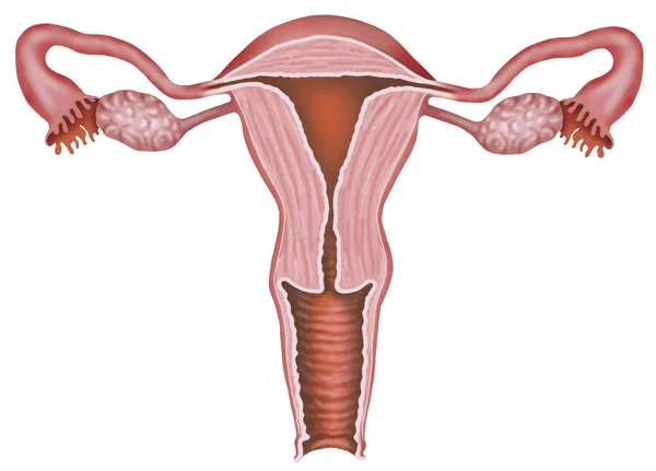 Fertilização uterina — Fotografia de Stock