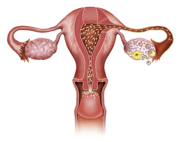 The uterus — Stock Photo, Image