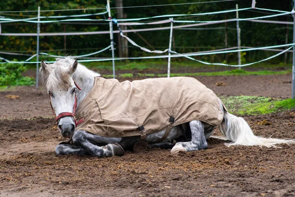Vacker Och Rolig Vit Häst Med Filt — Stockfoto