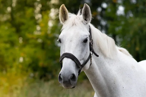 Vit Häst Porträtt Den Gröna Skogen Bakgrund Hästporträtt — Stockfoto