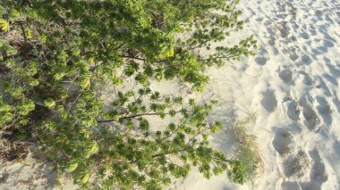 Green Plant with a Sandy Beach Background