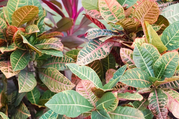 Tropiska Växter Med Gröna Och Rosa Randiga Blad — Stockfoto