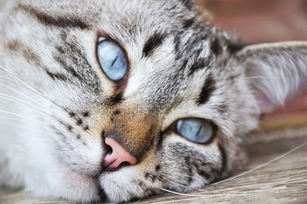 Blauäugige Katze — Stockfoto