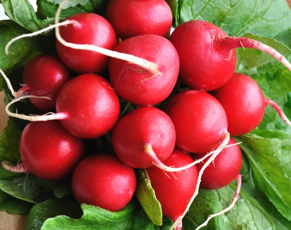 Bunch of radishes