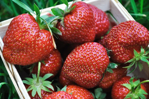 olgun çilek yakın çekim