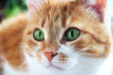 ginger cat close up clipart