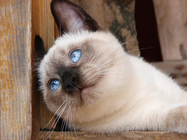 Голубоглазый кот — стоковое фото