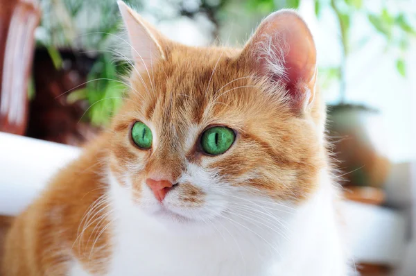 Gato de gengibre — Fotografia de Stock