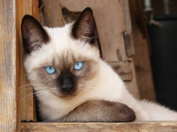 蓝眼睛的猫 免版税图库图片