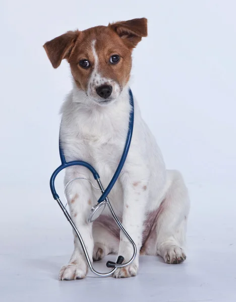 Dog with Stethoscope — Stock Photo, Image