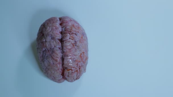 Modelo Cerebro Humano Anatómico Silicona Una Superficie Gris Una Luz — Vídeo de stock
