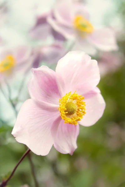 sonbahar Rüzgar anemon