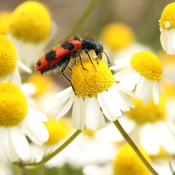 Shaggy arı böceği üzerinde papatya çiçeği