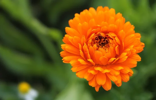 Marigold alanında