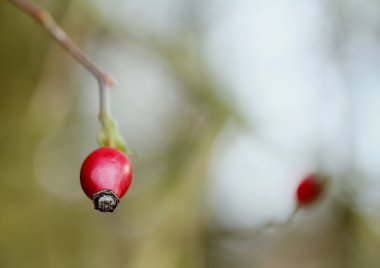 hagebutten. kuşburnu