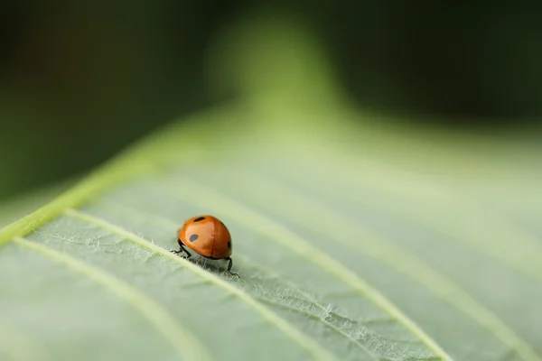 ... und tschess! Güle güle!