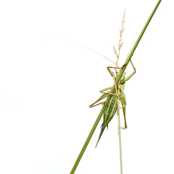 grenes heupferd. Çekirge