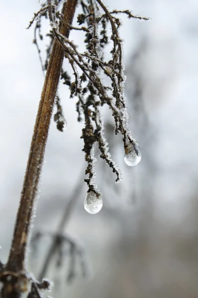 Eisperlen. Icepearls