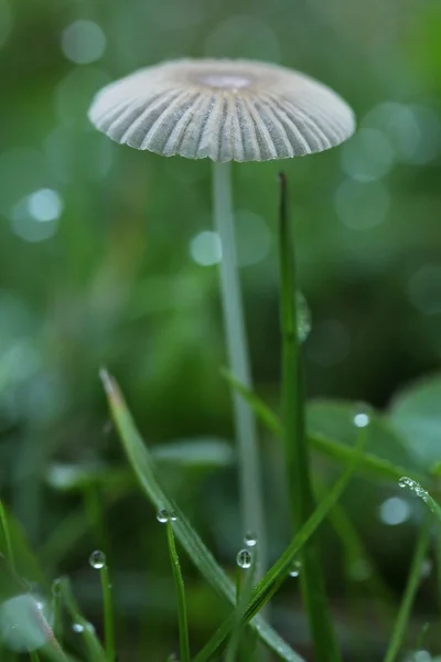 Winzig zwischen den halmen. çok küçük mantar