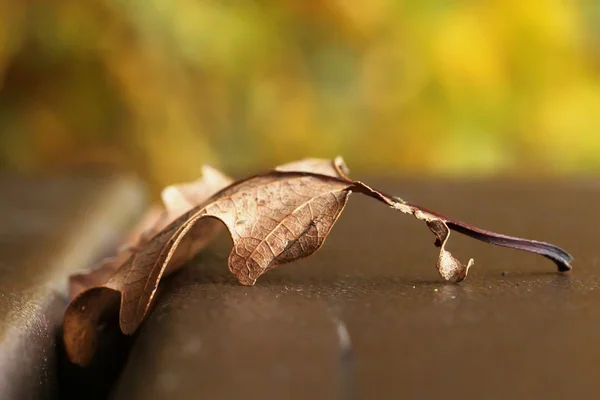 eichenblatt auf banka. Meşe yaprağı