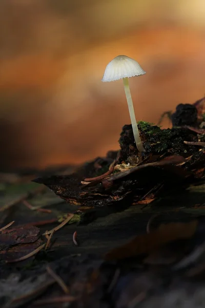 Kleiner pesa Helmling. Pequeno mycena branco — Fotografia de Stock