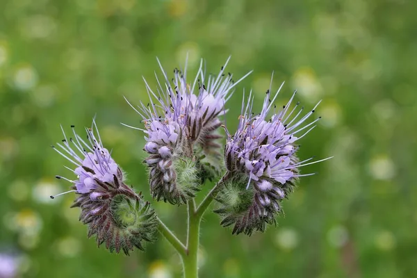 beschelschen. dantel phacelia