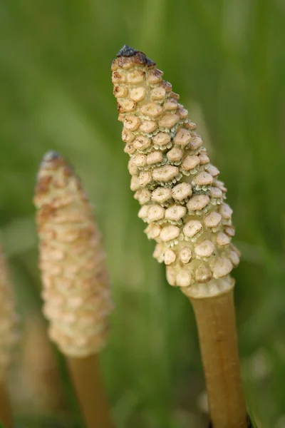Acker-schachtelhalm. yaygın atkuyruğu