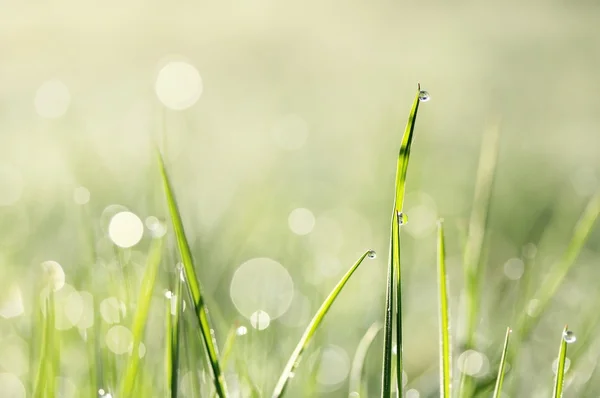 morgens im ciğeri. Sabahleyin