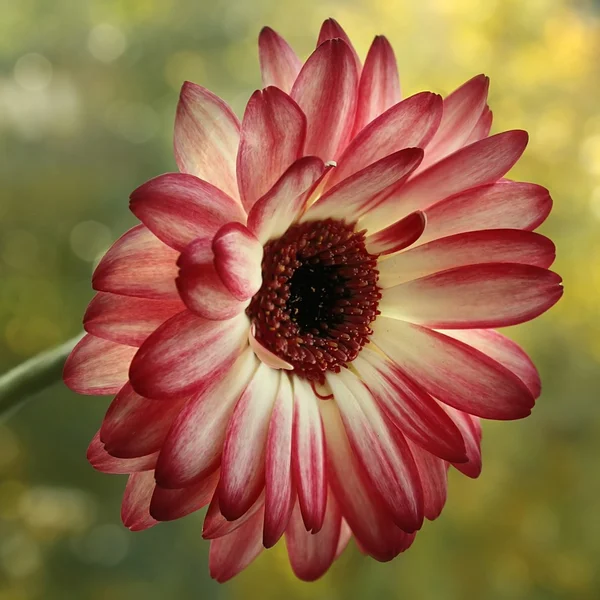 Gerbera