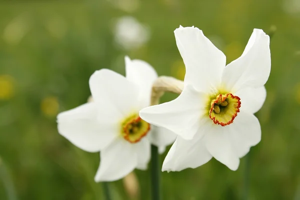 dichternarzissen. Beyaz olmadı