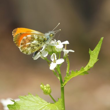 Mennlicher Aurorafalter. Male orange-tip butterfly clipart