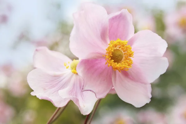 japanische anemonen im Rüzgar