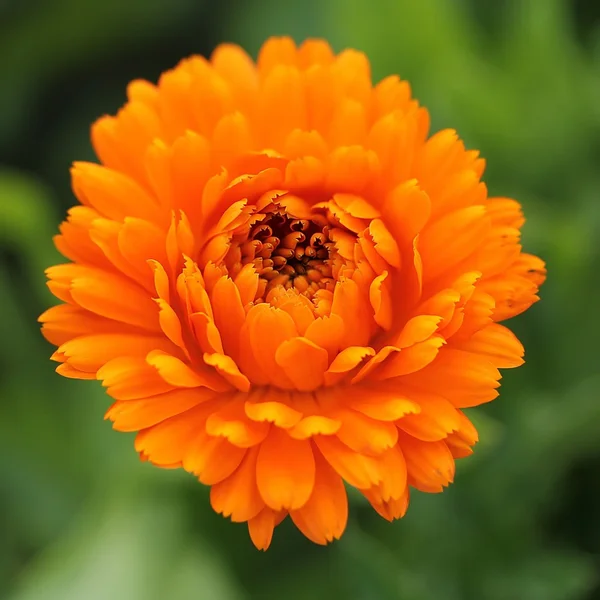 Ringelblume. Calendula