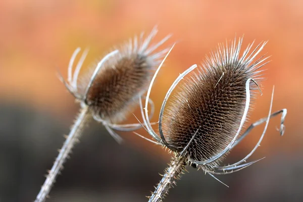 Wilde moussaoui. ortak teasle