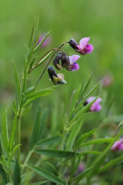 Berg-platterbse. bezelye