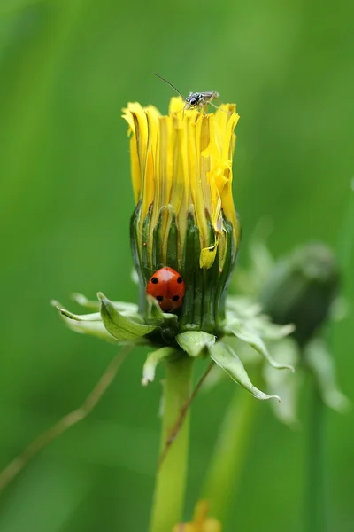 lewenzahn mit Insekten. çim böcek ve karahindiba tarihinde uğur böceği