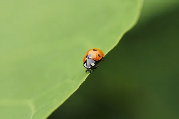 Rand değilim. sınırda