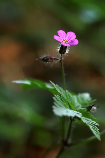 stinkender storchschnabel. Sardunya orman