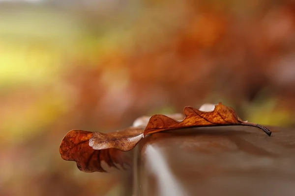 Blatt - allein. Lonely leaf in autumn — Stock Photo, Image