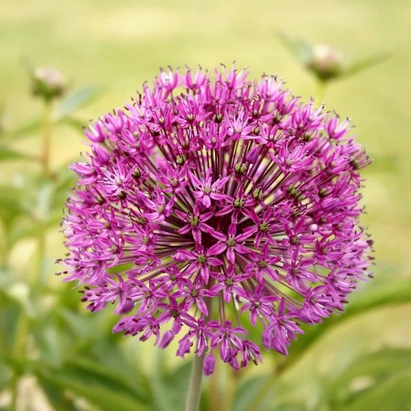 blehender lauch. çiçek açan pırasa
