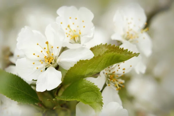 kirschbleten. kiraz çiçeği