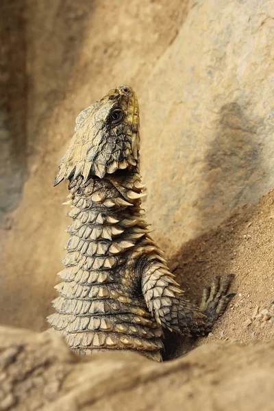 Riesen-Gertelschweif. Sungazer